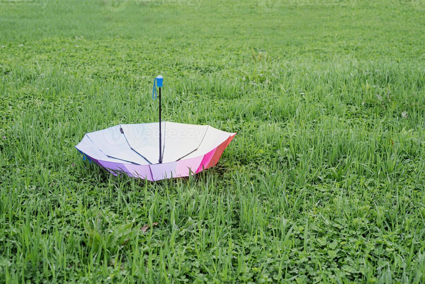 colorful umbrella on the grass photo