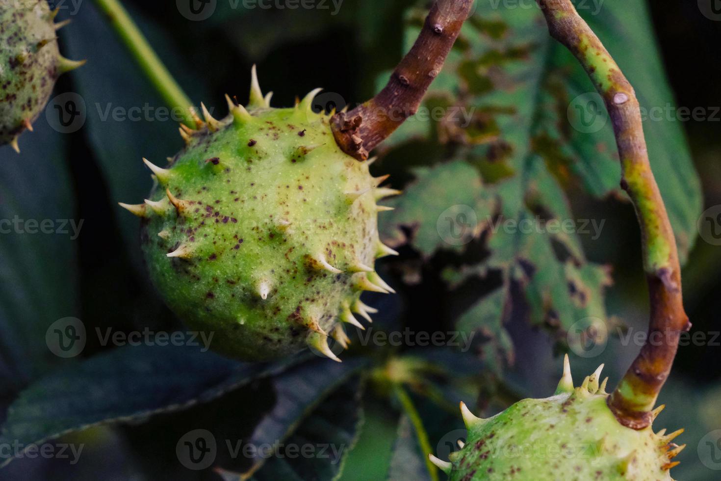 Verde espinoso castaño de Indias macro fruta en el jardín de otoño al aire libre foto