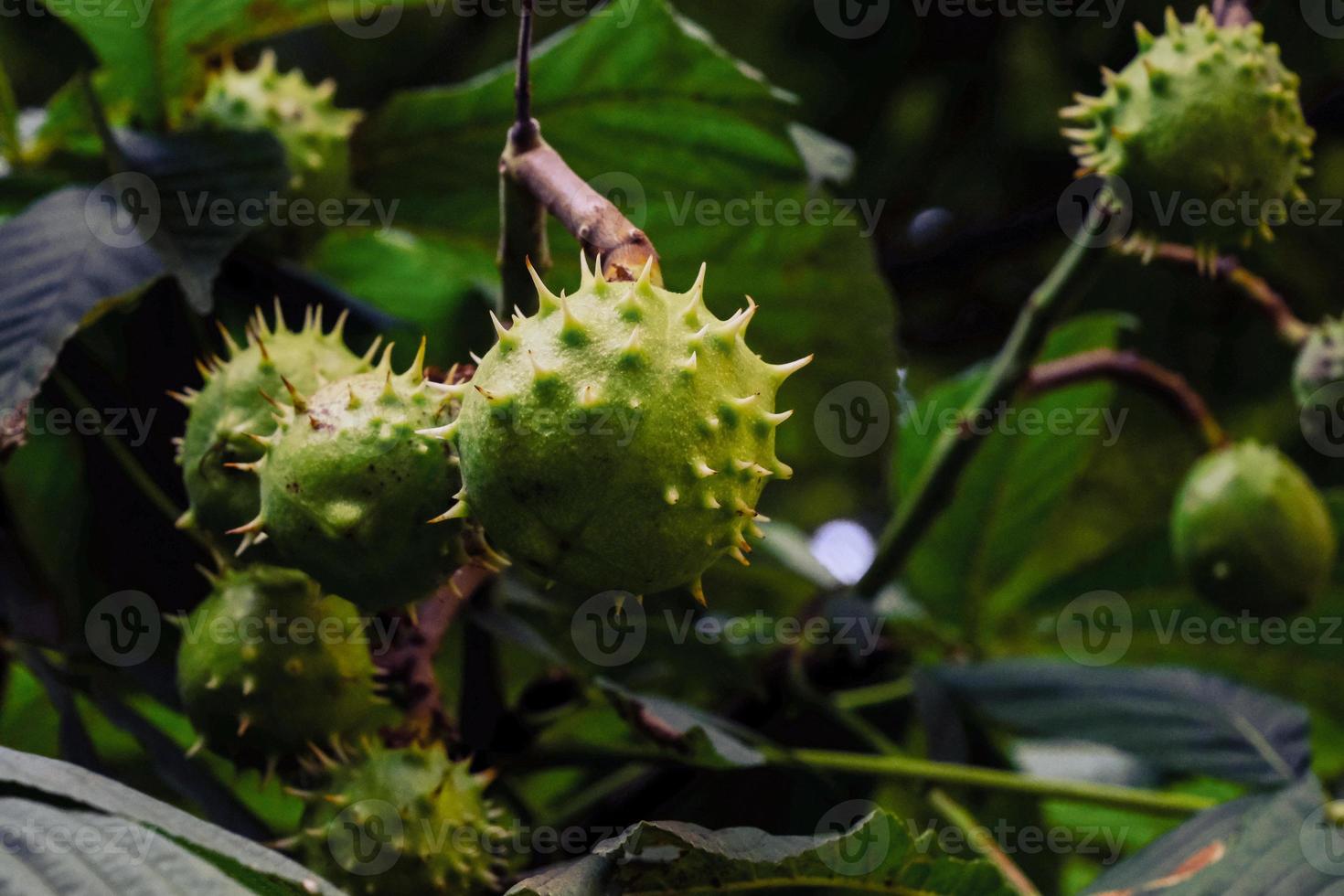 Fresh horse chestnuts on the tree with green leaves in the garden photo