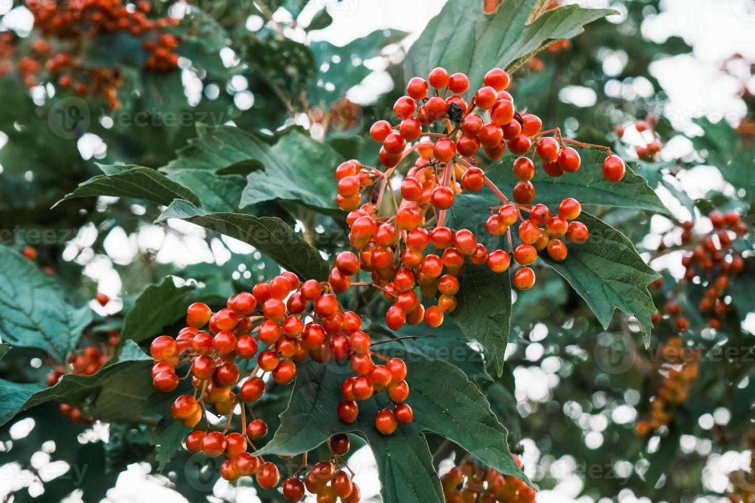 Viburnum bayas rojas en la rama de un árbol con hojas verdes en el otoño foto