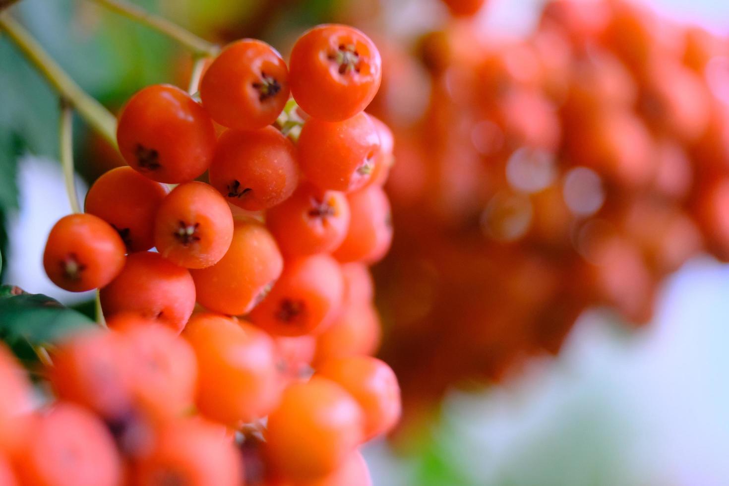 Closeup of branches with ripe red rowan berries in October outdoors photo