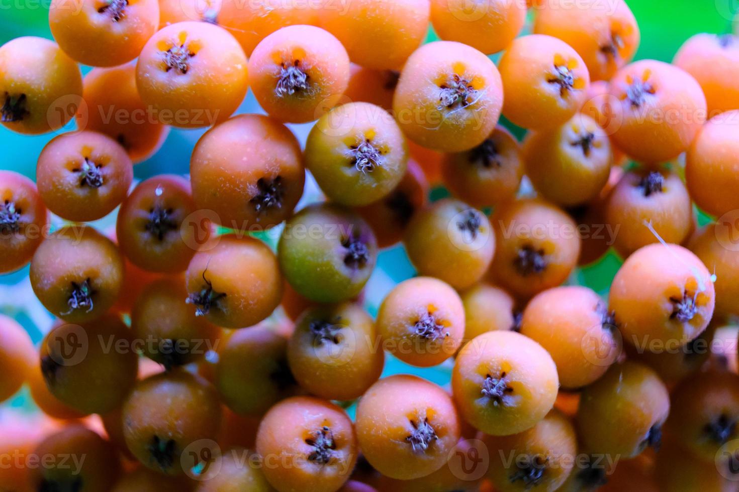 Manojo de bayas rojas de serbal macro en la rama de un árbol en el jardín de otoño foto