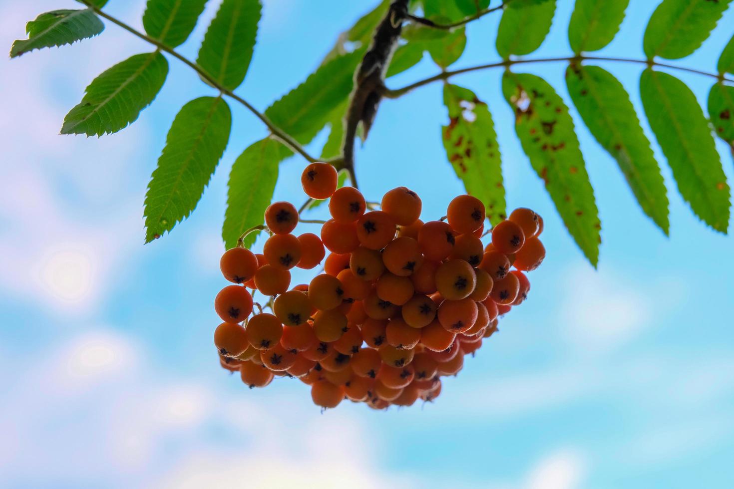 Green leaves on a rowan tree branch with a bunch of red berries photo