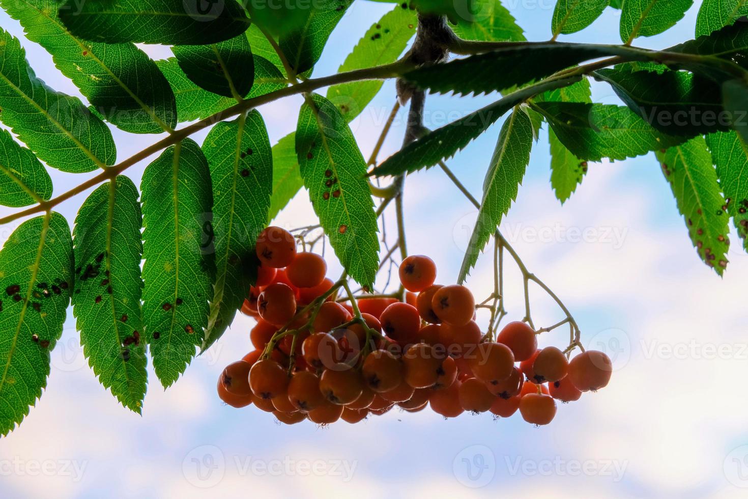 Rama de un árbol de serbal con frutos rojos maduros y hojas verdes foto