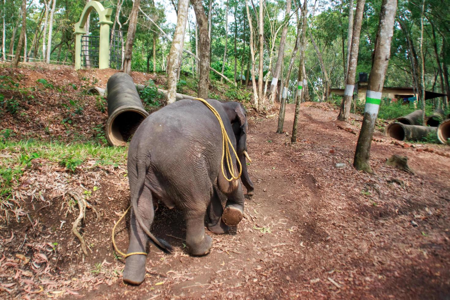 Trabajador elefante indio en la carretera en la selva en el sur de la India foto