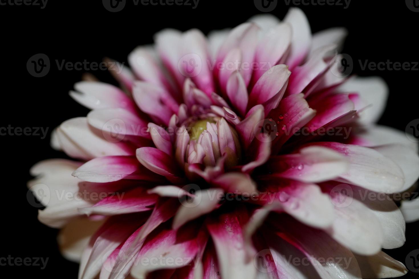 Flor de flor macro dahlia pinnata family compositae de alta calidad foto