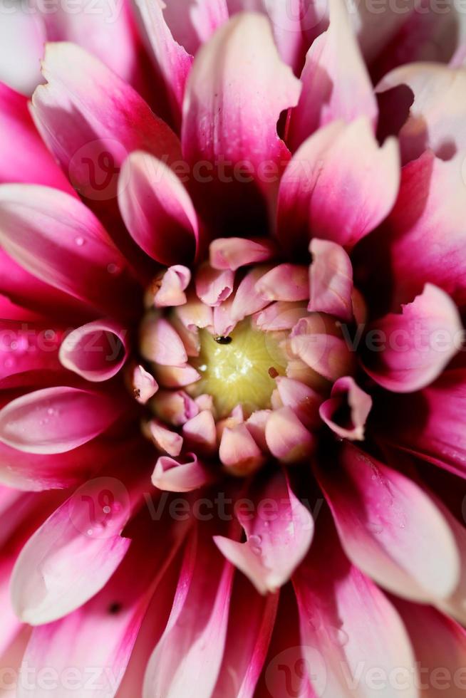Flor de flor macro dahlia pinnata family compositae de alta calidad foto