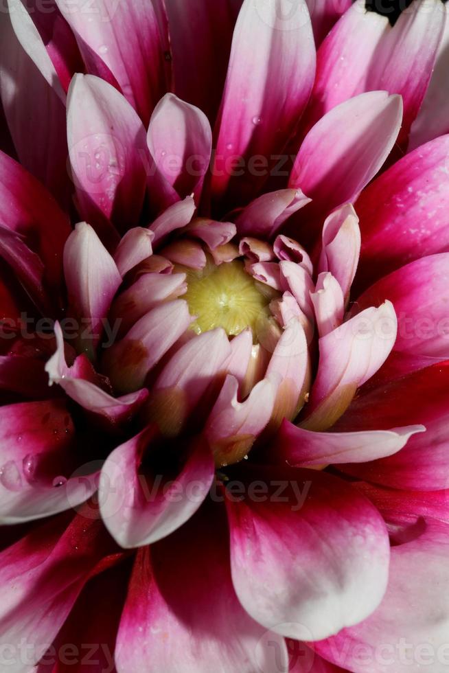 Flor de flor macro dahlia pinnata family compositae de alta calidad foto