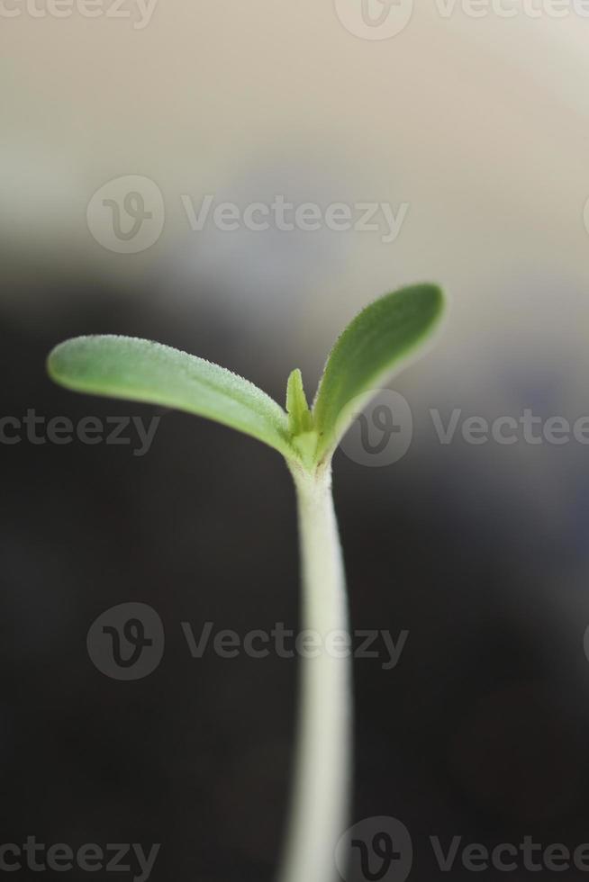 planta de marihuana primeras hojas cotiledón apertura cerrar fondo moderno impresiones de alta calidad cannabis sativa super limón neblina uso botánico familia cannaceae foto