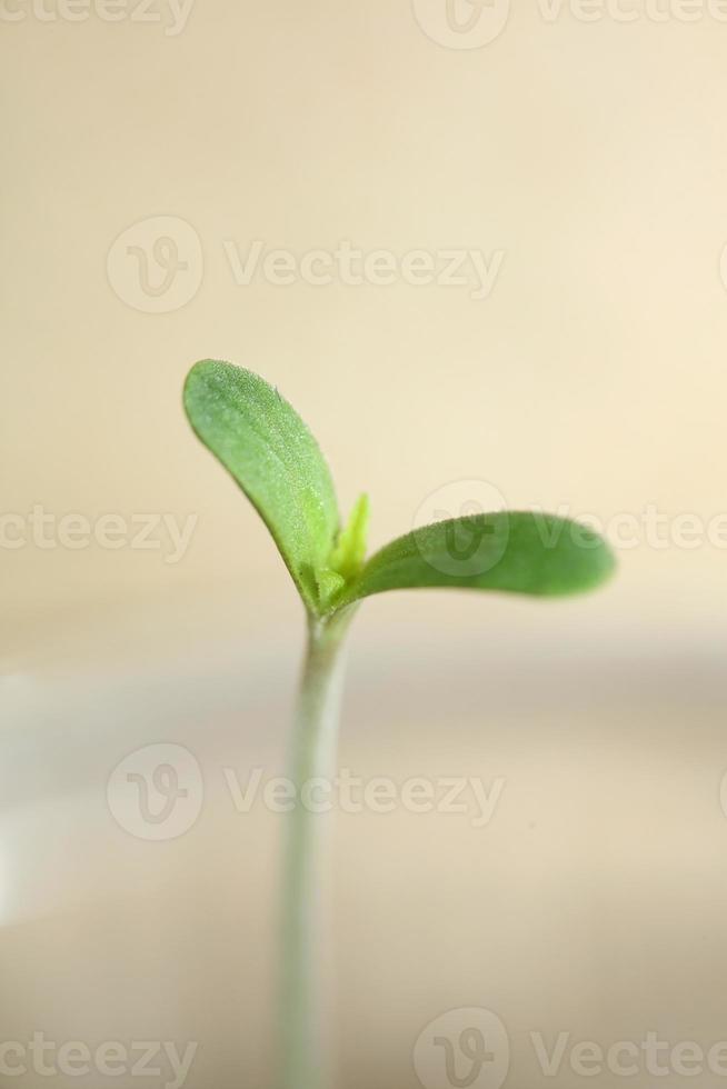 planta de marihuana primeras hojas cotiledón apertura cerrar fondo moderno impresiones de alta calidad cannabis sativa super limón neblina uso botánico familia cannaceae foto