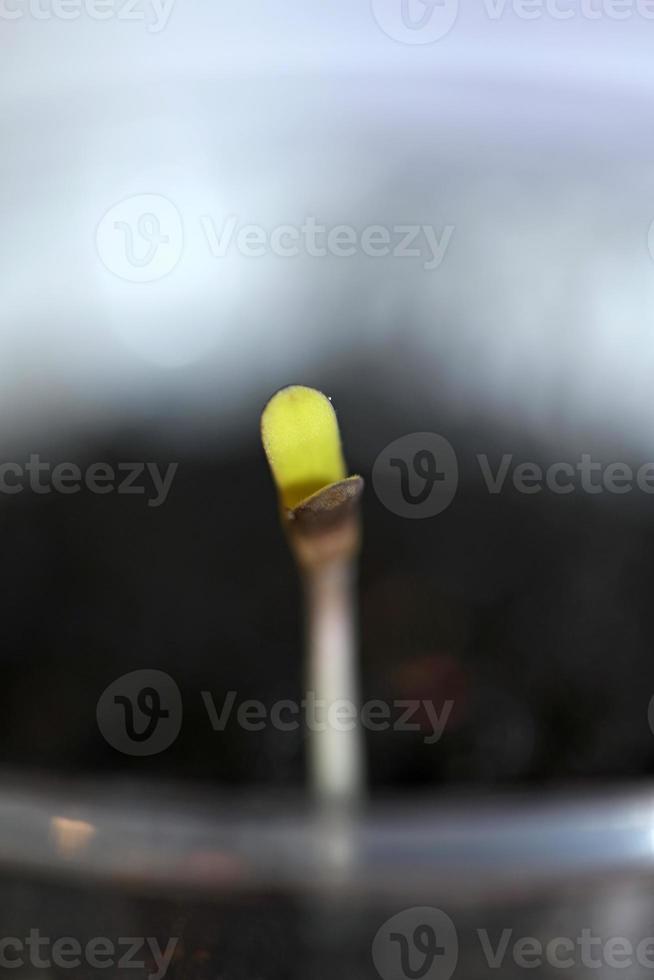 Marijuana plant first leaves cotyledon opening close up modern background high-quality prints cannabis sativa super lemon haze botanical use Cannaceae family photo