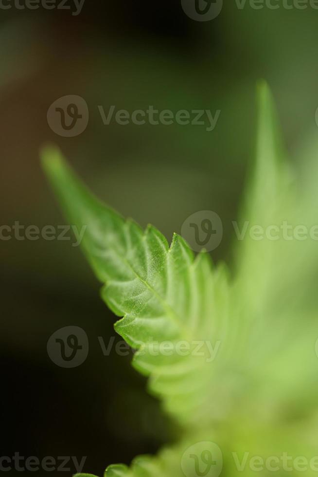 hoja de cannabis de cerca la vista superior de fondo de marihuana médica laicos plana foto