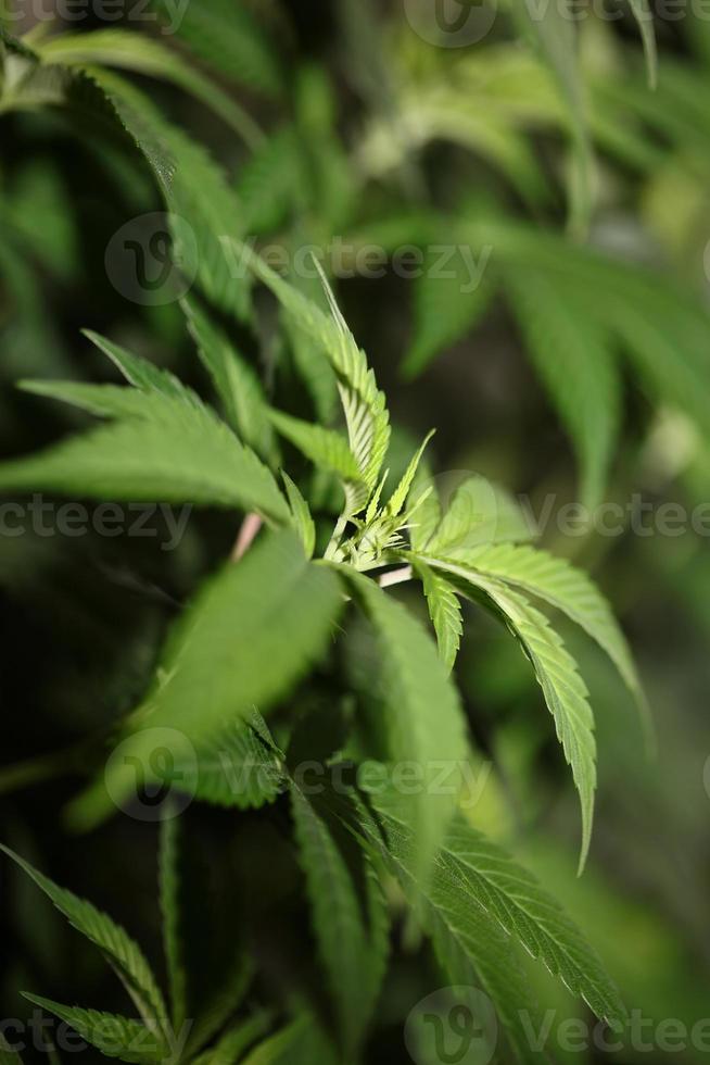 Marijuana leaves close up Indica family Cannabaceae super lemon haze photo