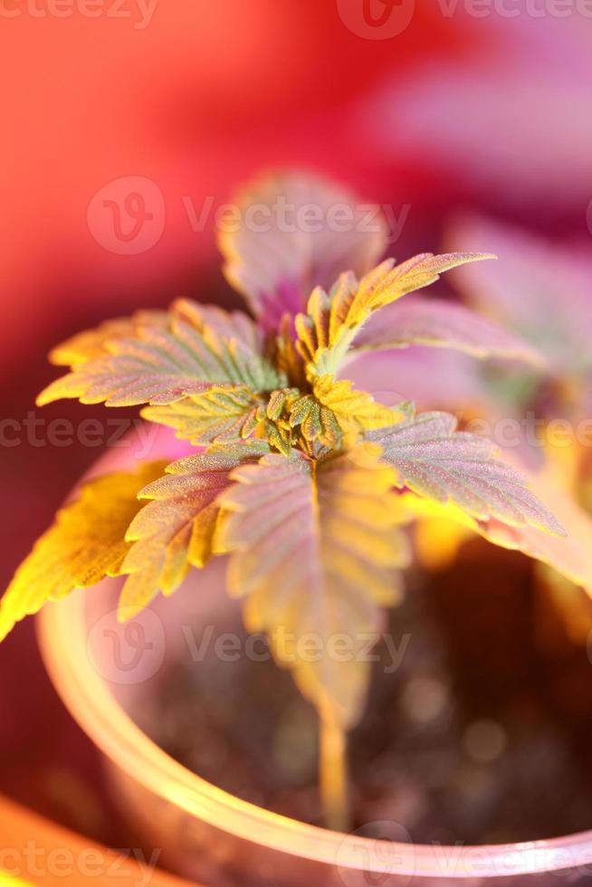 Marijuana leaves close up Indica family Cannabaceae super lemon haze photo