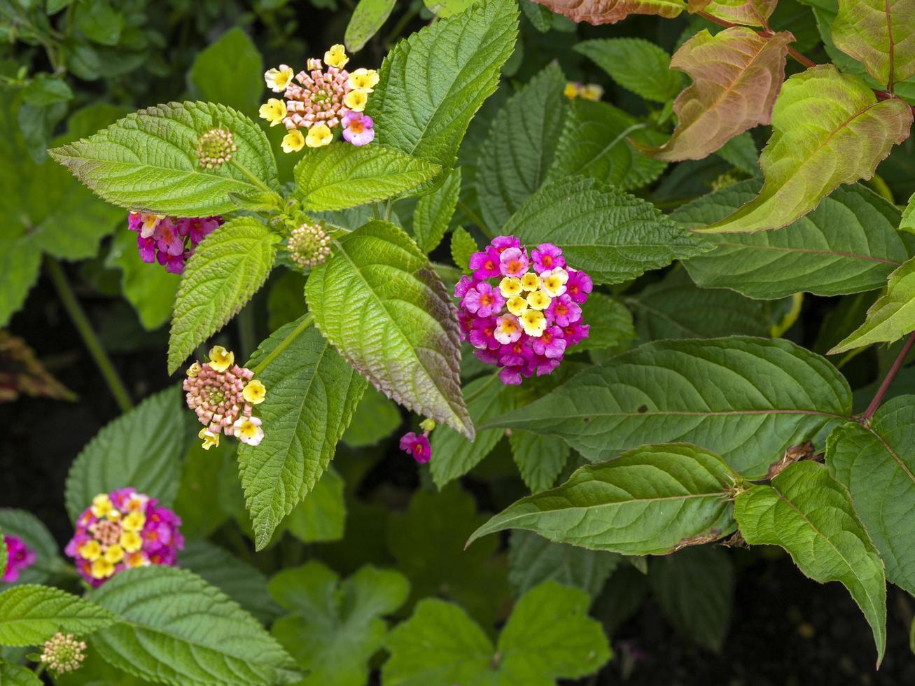 bastante común, lantana, planta, flores y hojas foto