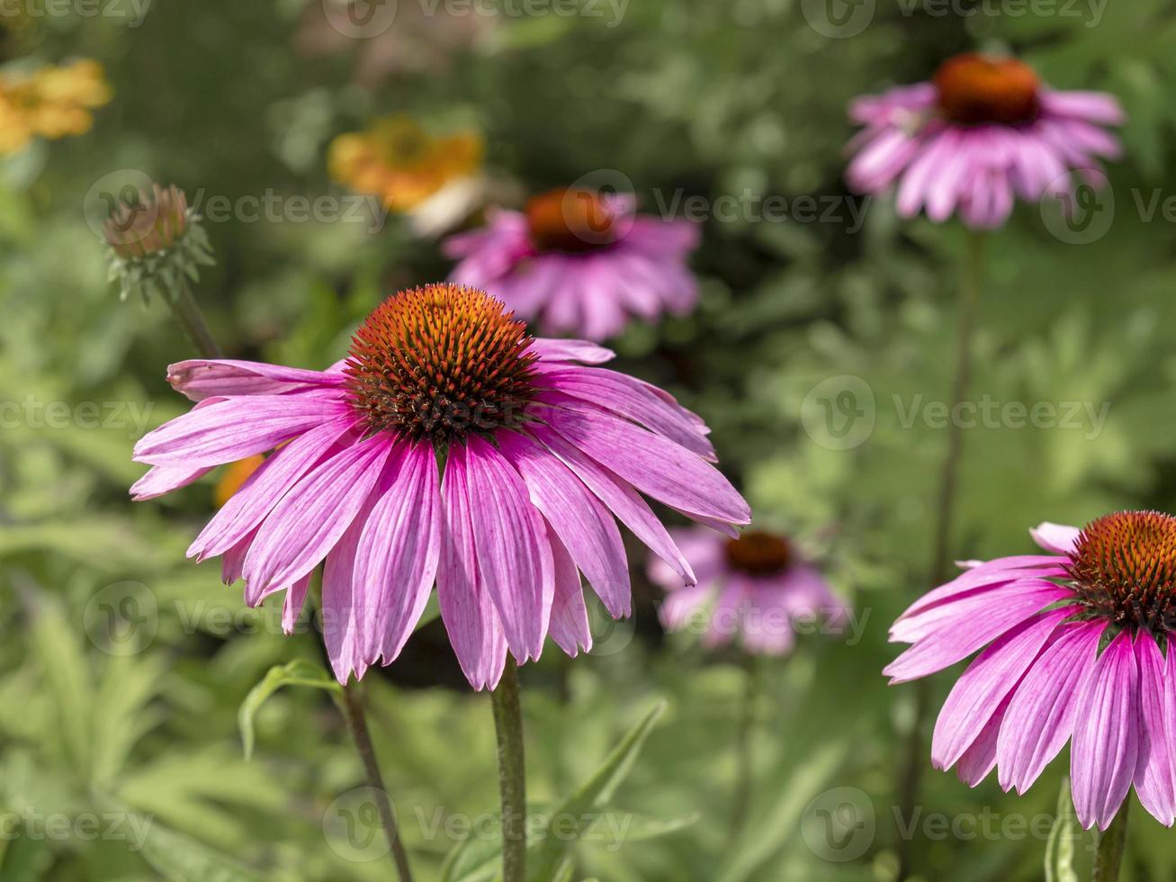 Purple Echinacea coneflowers in summer sunlight photo