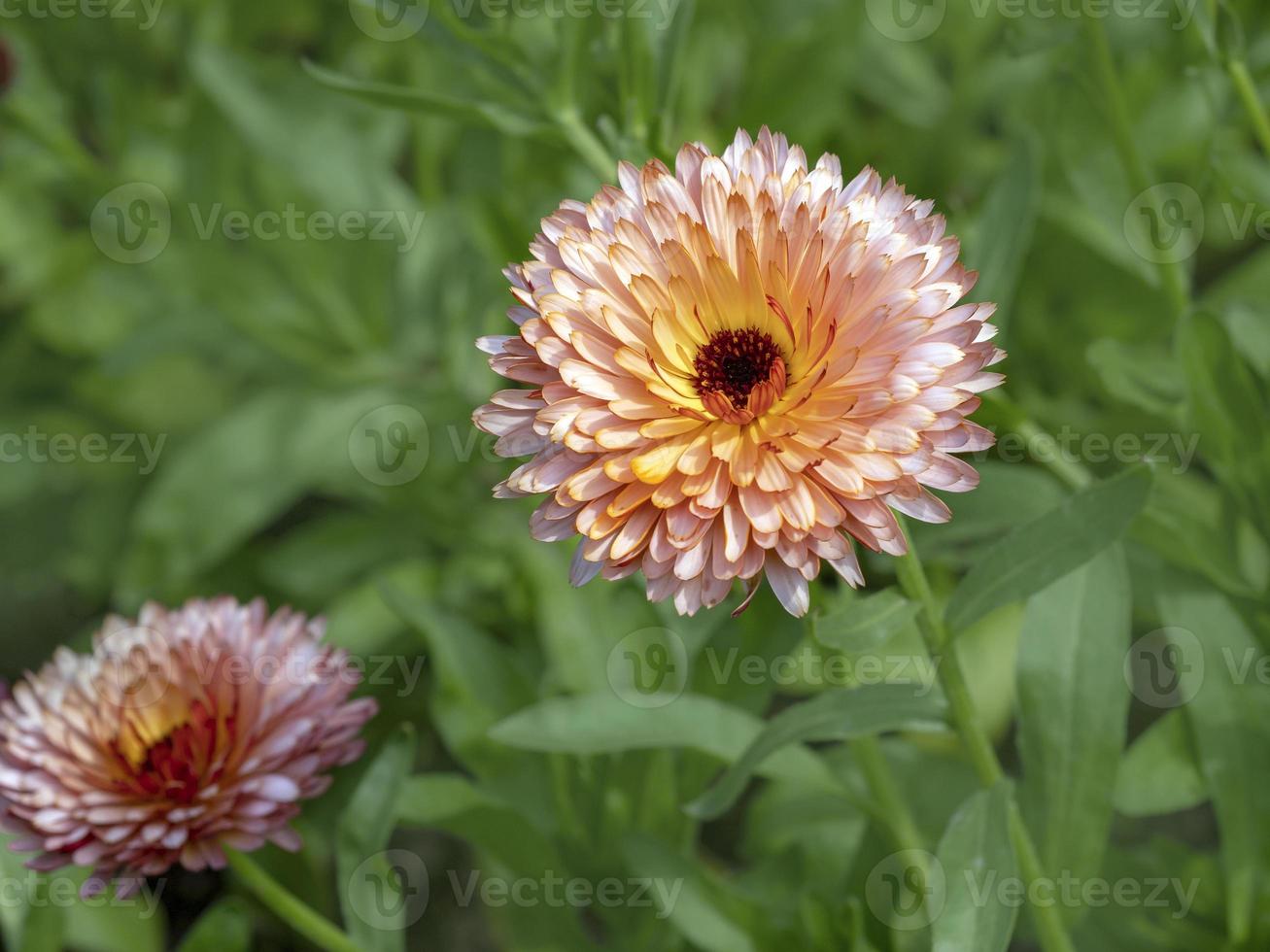 Bonita caléndula flores de caléndula variedad flash naranja foto