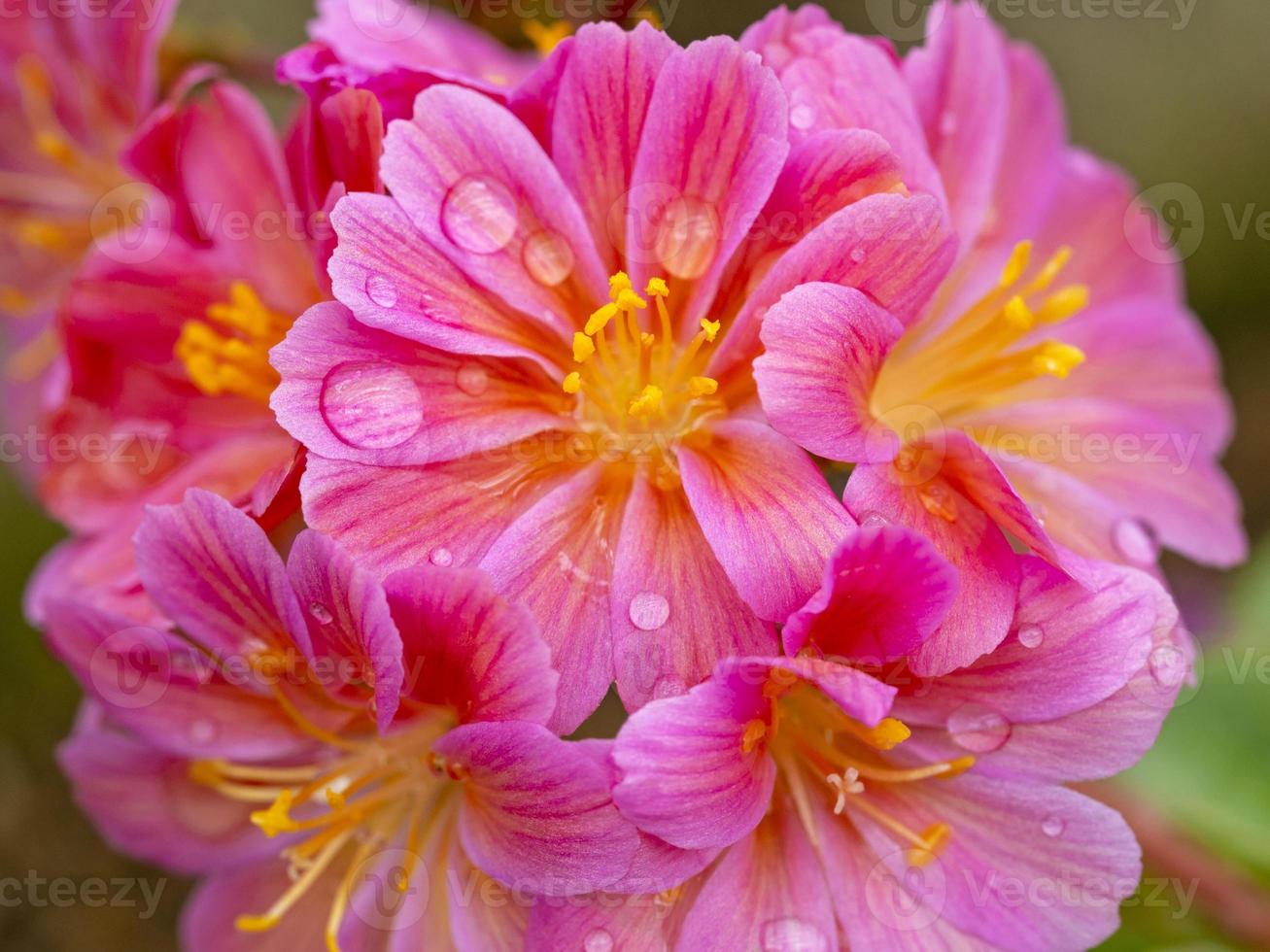 Bonitas flores de color rosa lewisia elise con gotas de agua foto