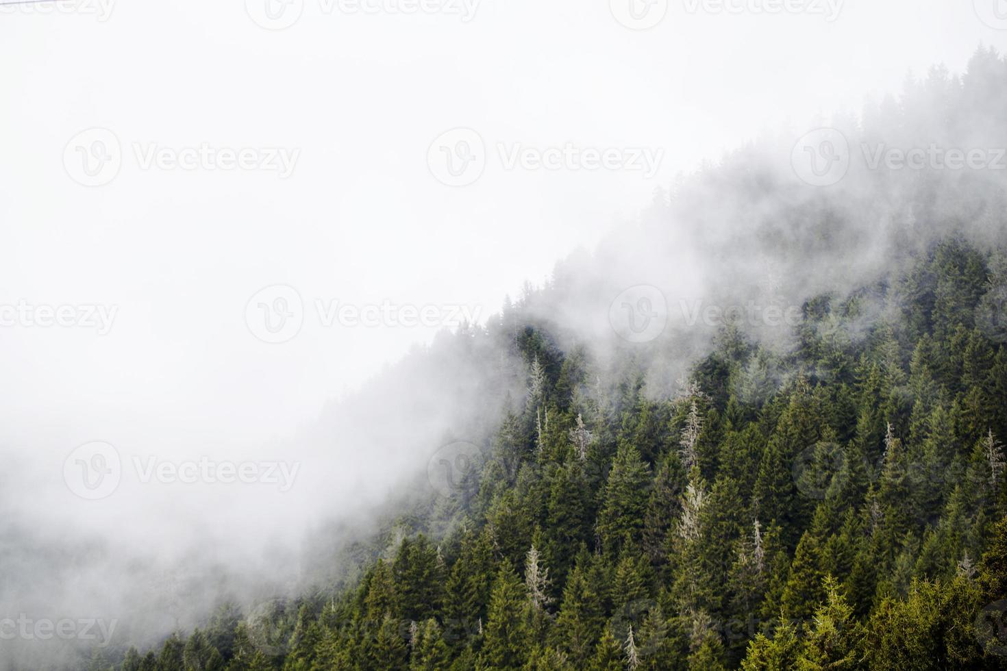 bosque, arbol y pasto foto