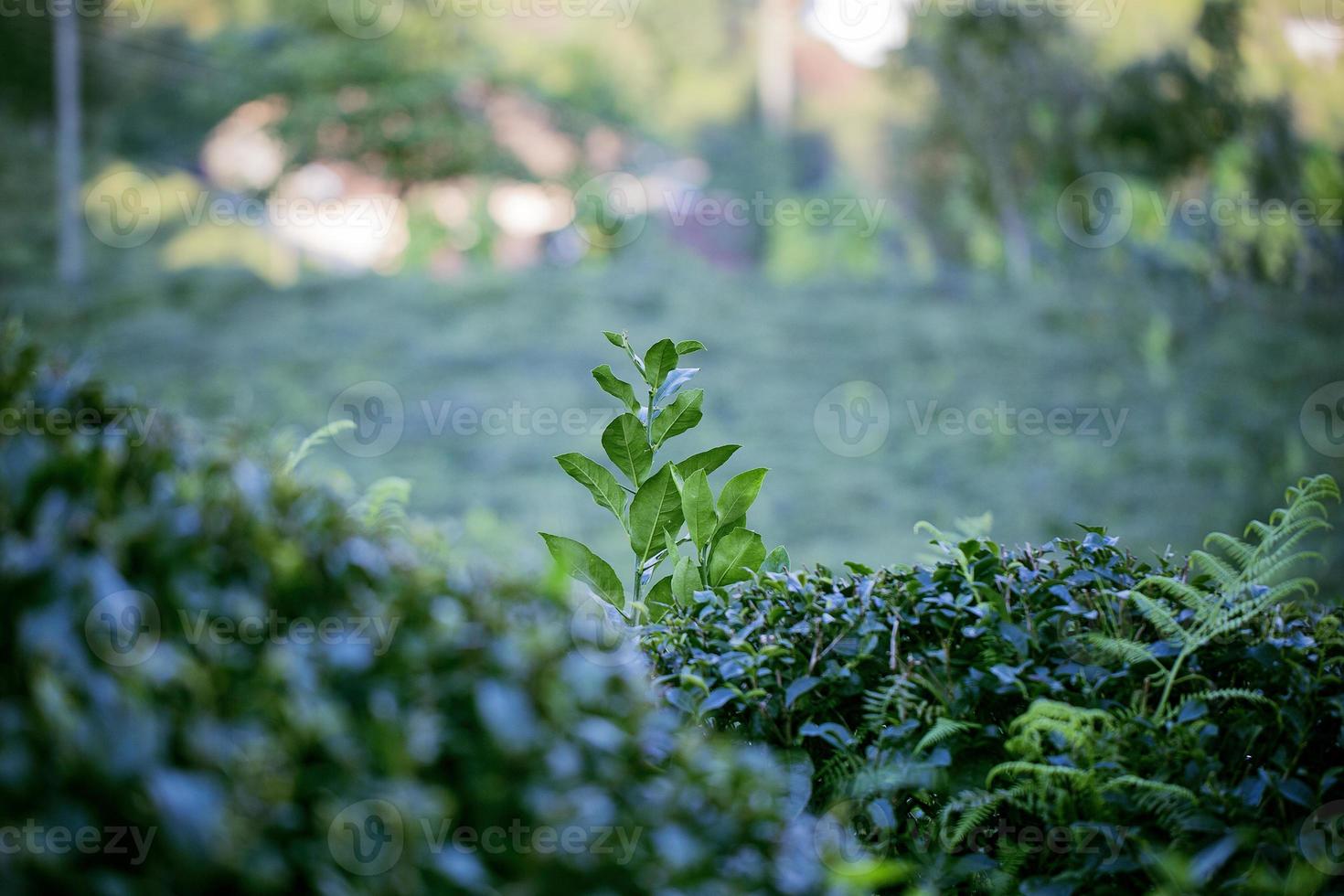 campo de té, hojas de té, té verde orgánico foto