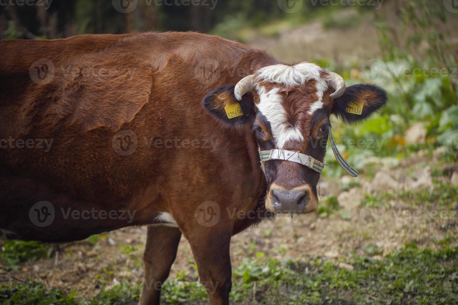 vacas, vacas pastando en la meseta foto