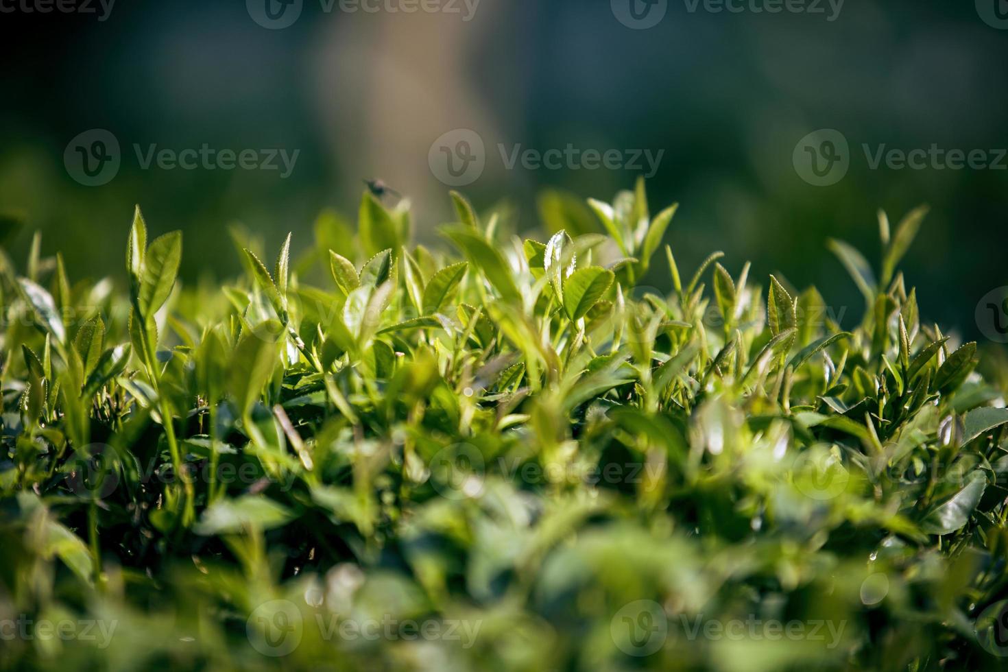 campo de té, hojas de té, té verde orgánico foto