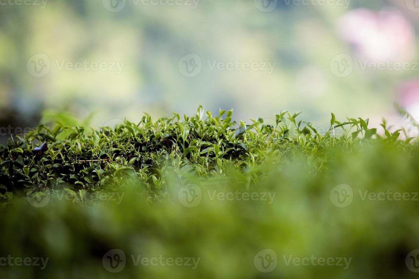 campo de té, hojas de té, té verde orgánico foto