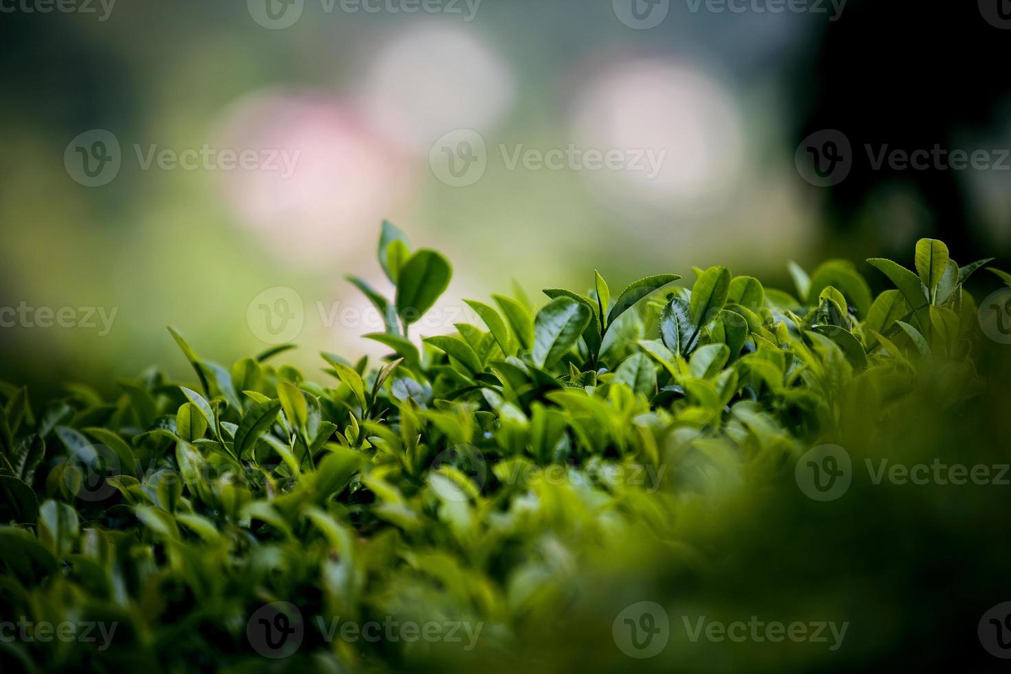 campo de té, hojas de té, té verde orgánico foto