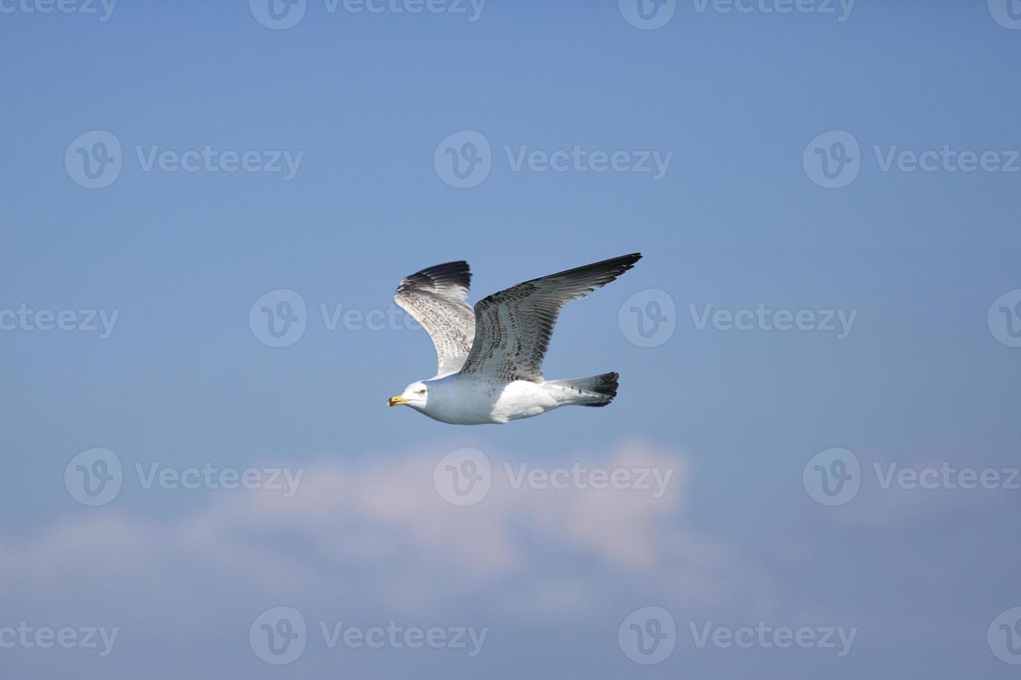 gaviota de mar, gaviotas blancas, gaviota voladora foto