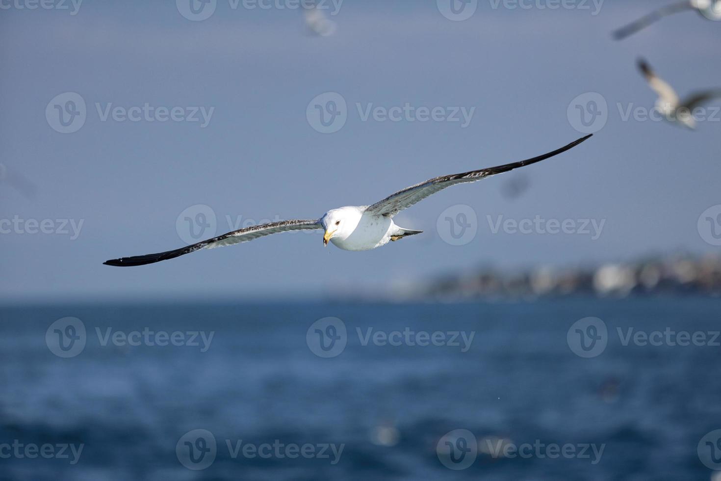 Sea Seagull, White Seagulls, Flying Seagull photo