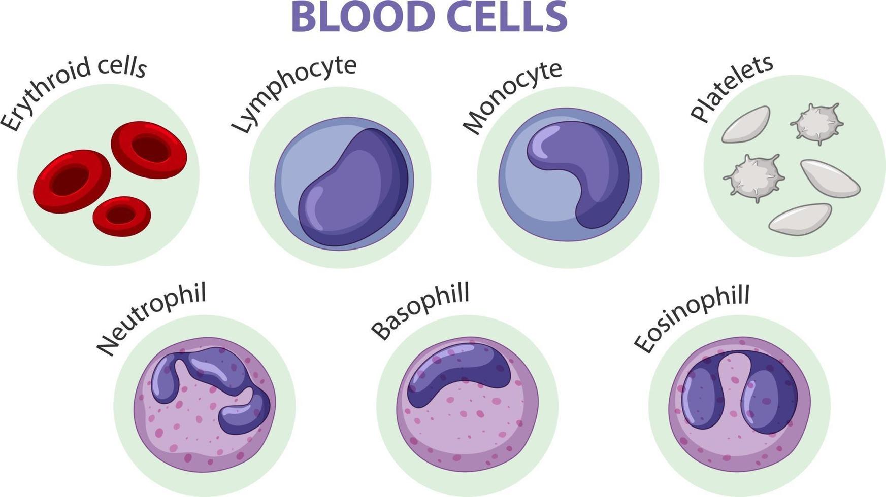Type of blood cells vector