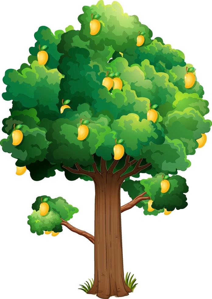 Yellow mango tree isolated on white background vector