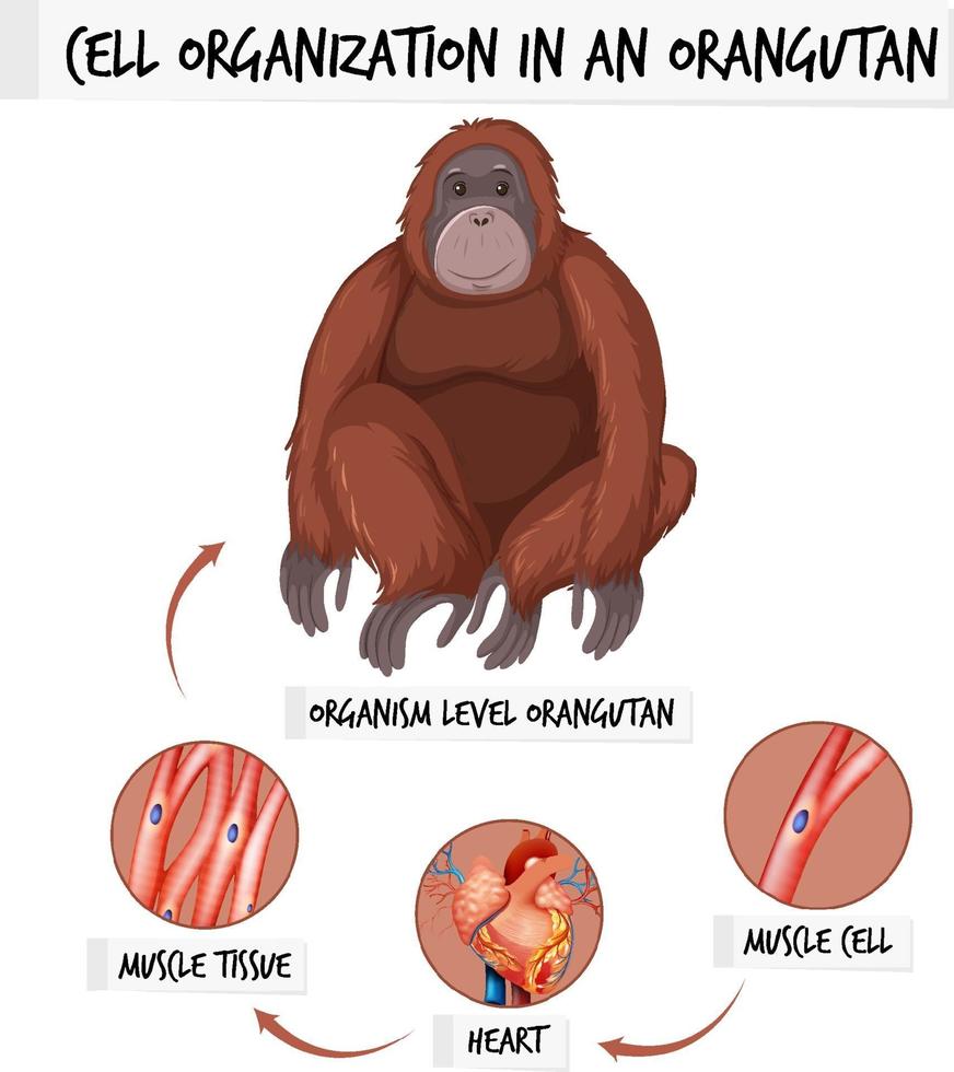 Diagram showing cell organization in a orangutan vector