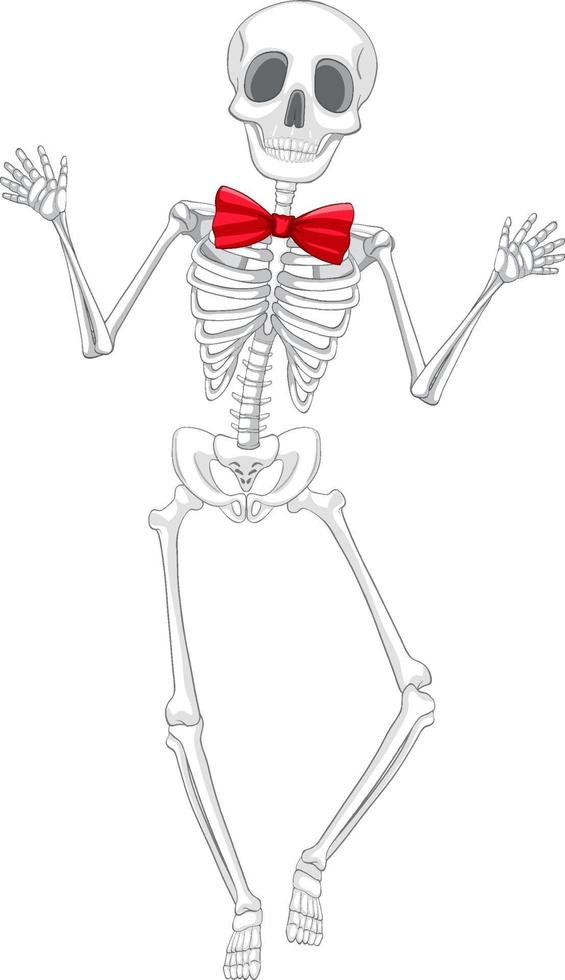 Isolated human skeleton anatomy vector