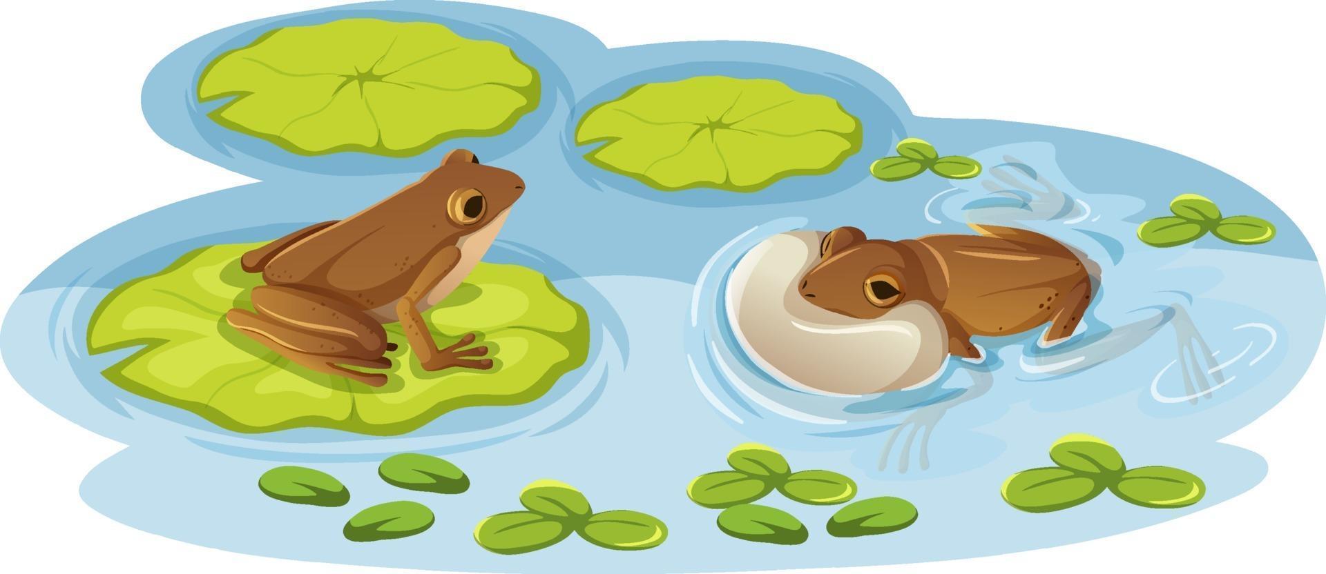 Two frogs on lotus leaves in the water vector