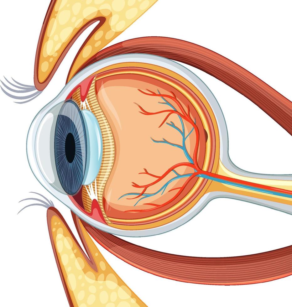 diagrama de la anatomía del globo ocular humano vector