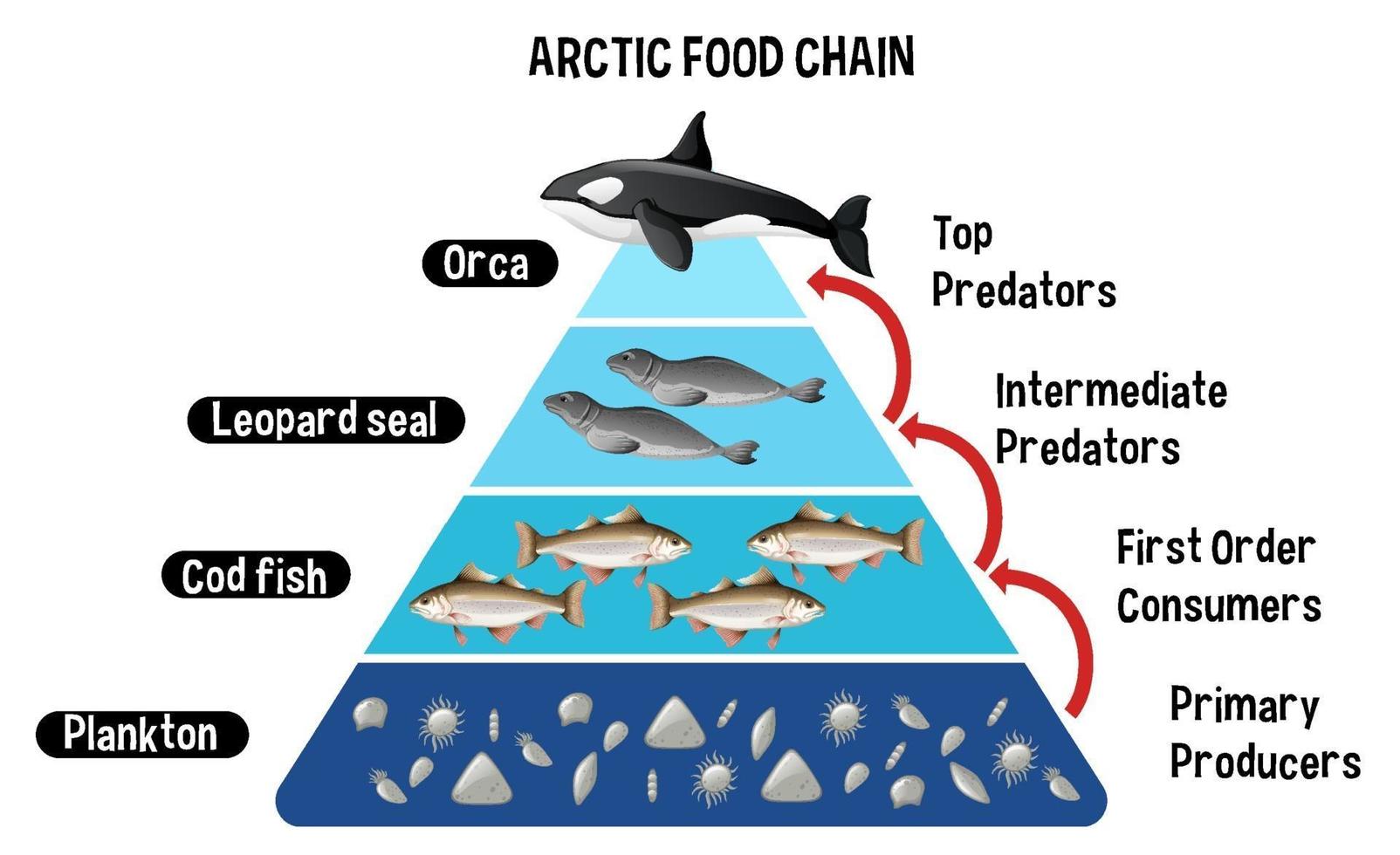 Diagram showing Arctic food chain for education vector