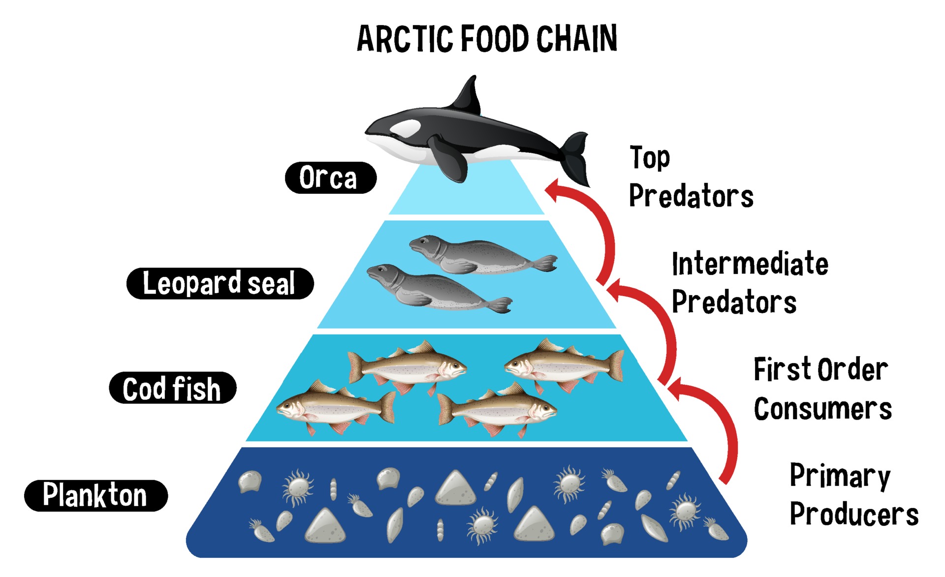 ocean food chain pyramid