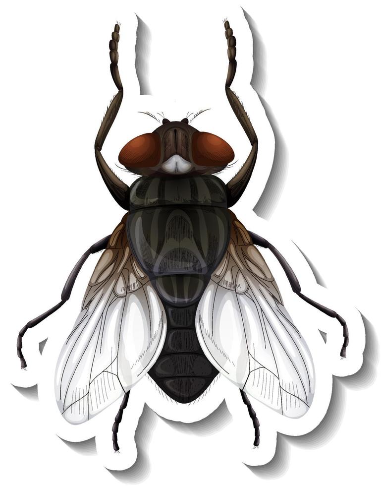 A sticker template with top view of fly isolated vector