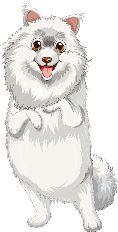 dibujos animados de perro pomerania sobre fondo blanco vector