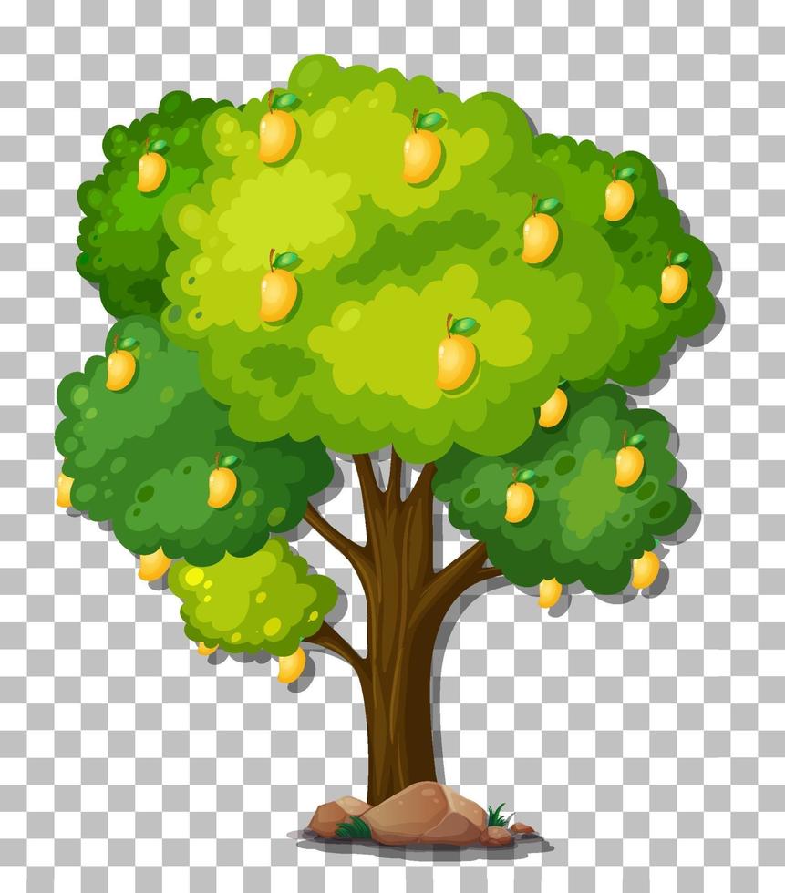 Mango tree isolated vector