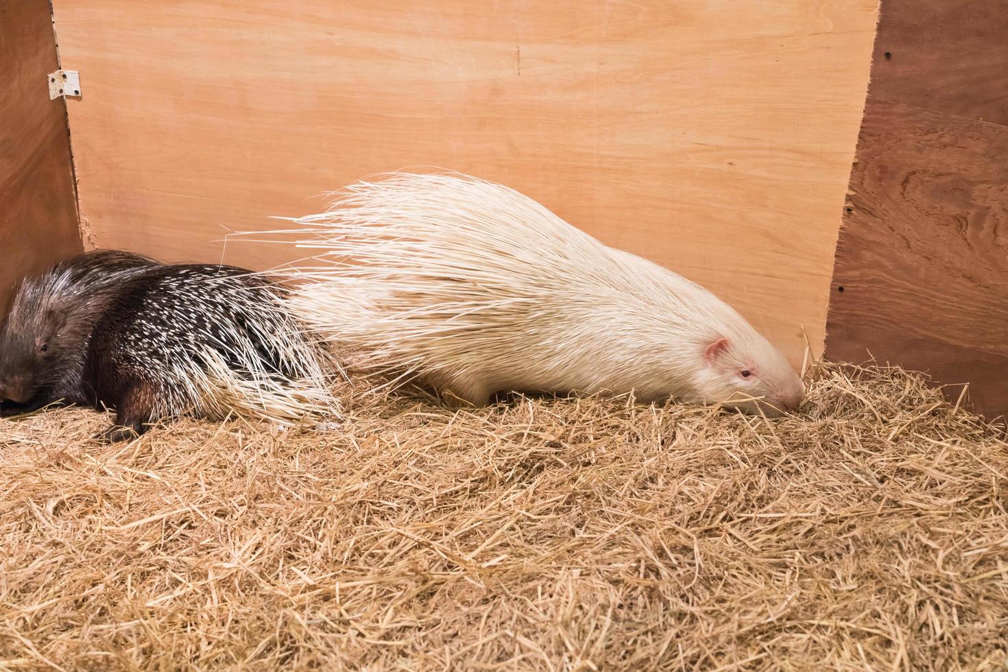 Two porcupine in the farm photo