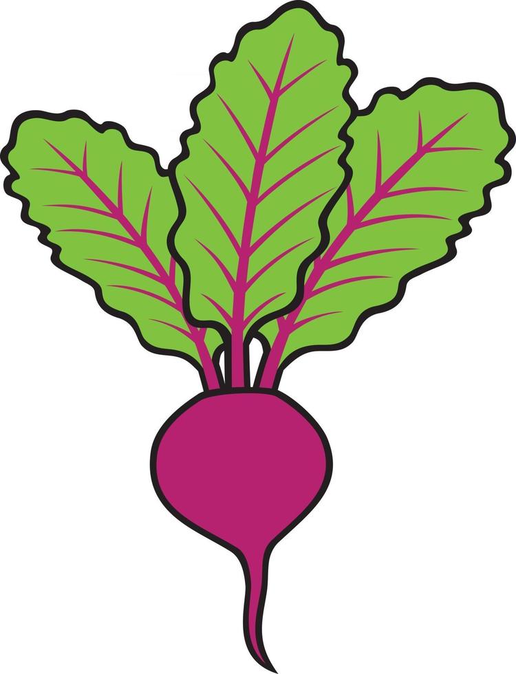 Beet Vegetable Icon vector