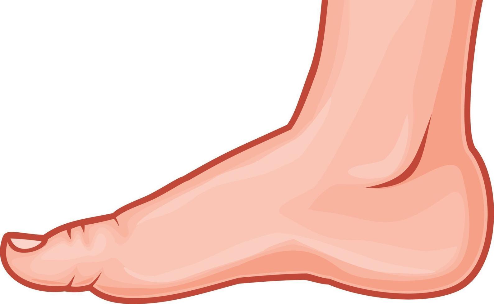 Illustration of a Human Foot Standing vector
