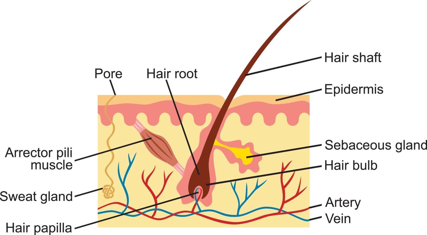 anatomía del cabello y la piel humana vector