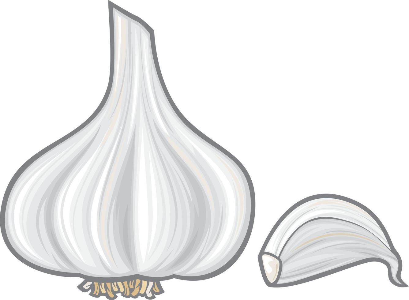 Garlic Vegetable Icon vector