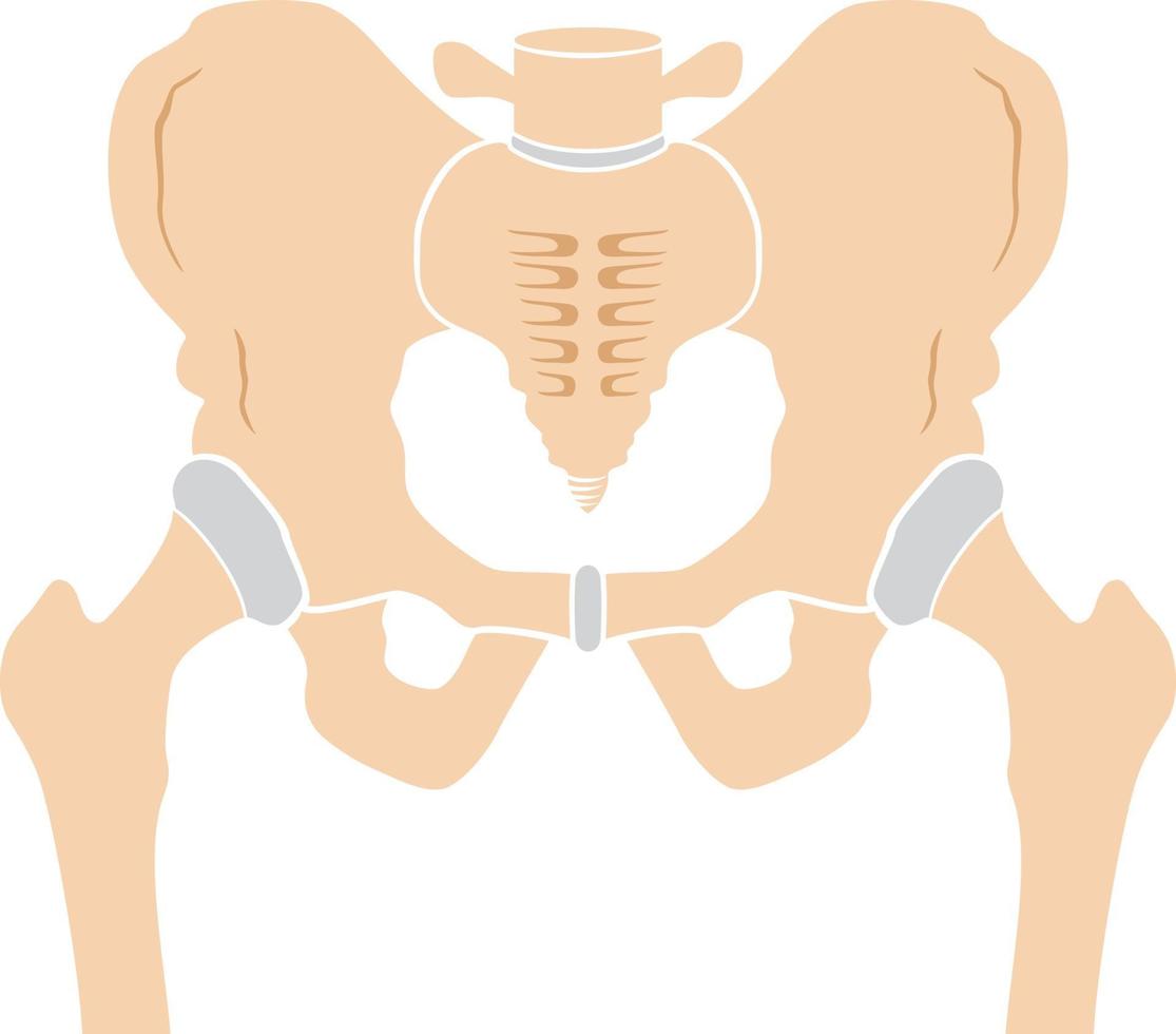 Hip Bone Icon vector