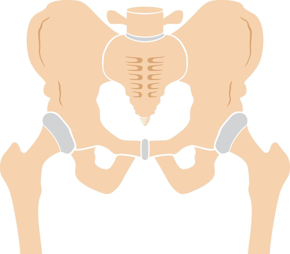 icono de hueso de la cadera vector