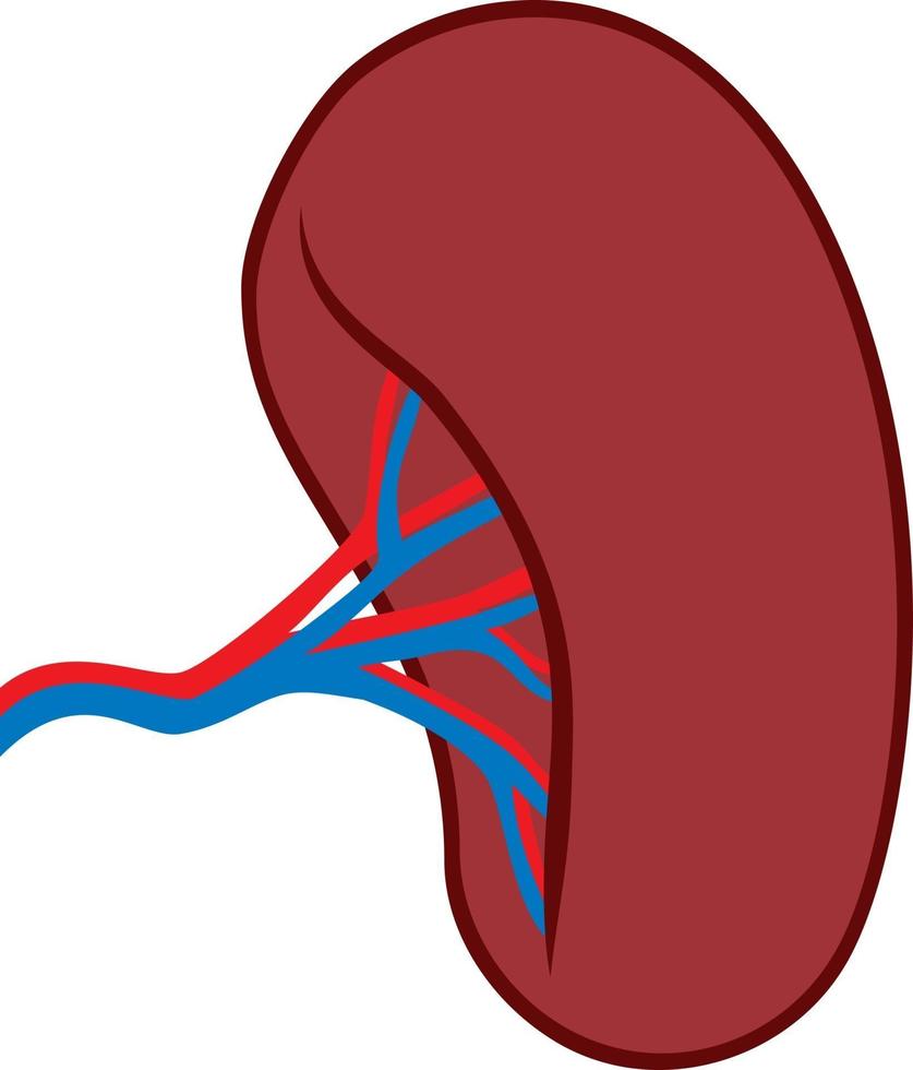 órgano del bazo humano vector