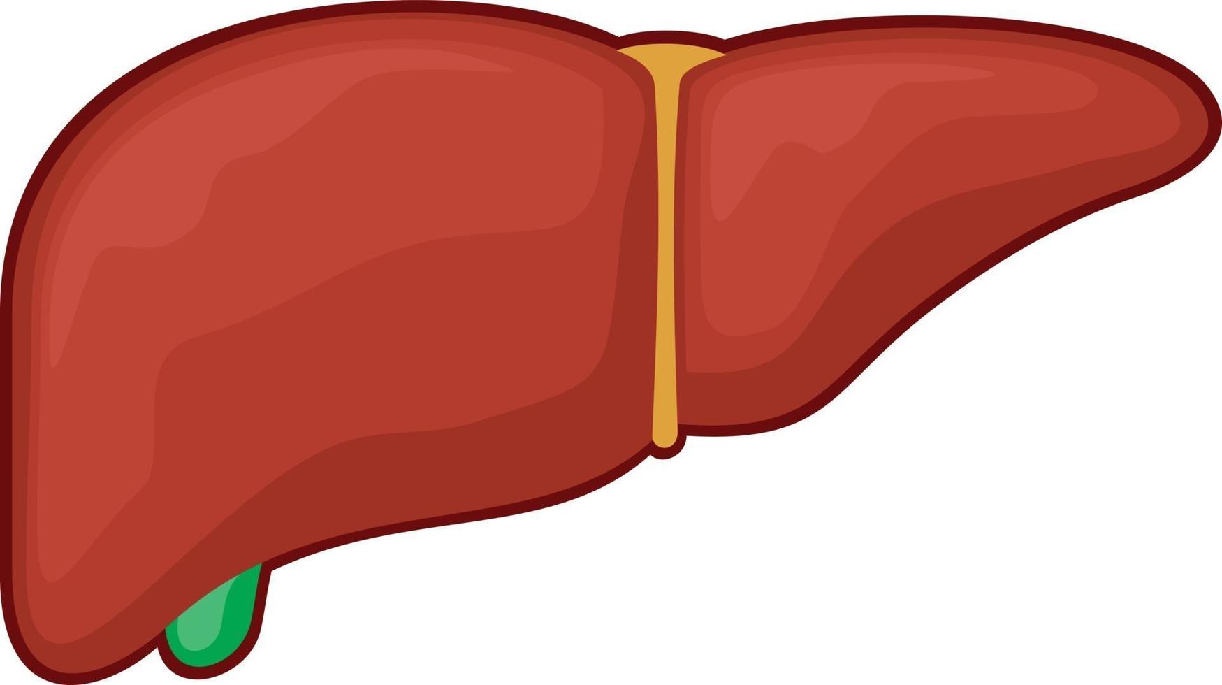 órgano del hígado humano vector